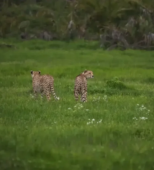 11 days – Masai Mara, Central Serengeti, Ngorongoro Crater, Tarangire & Amboseli 11 days - Masai Mara, Central Serengeti, Ngorongoro Crater, Tarangire & Amboseli