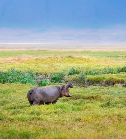 11 Days – Lake Nakuru, Masai Mara, Central Serengeti, Ngorongoro Crater, Tarangire & Amboseli 11 Days - Lake Nakuru, Masai Mara, Central Serengeti, Ngorongoro Crater, Tarangire & Amboseli