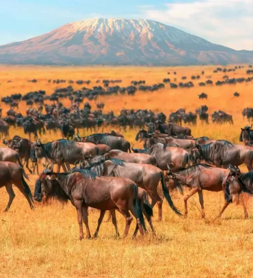 4-Day -Luxury -Wilderness- Safari