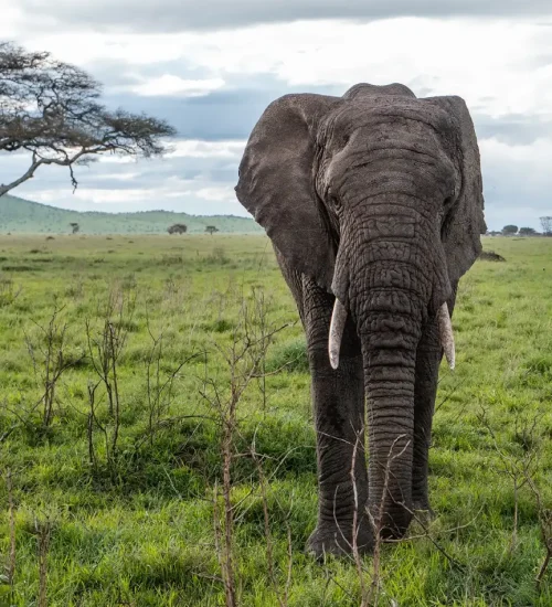 3 Day -Camping- Safari