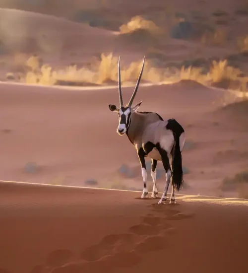 10 Days- Namibia -Combination- Tour