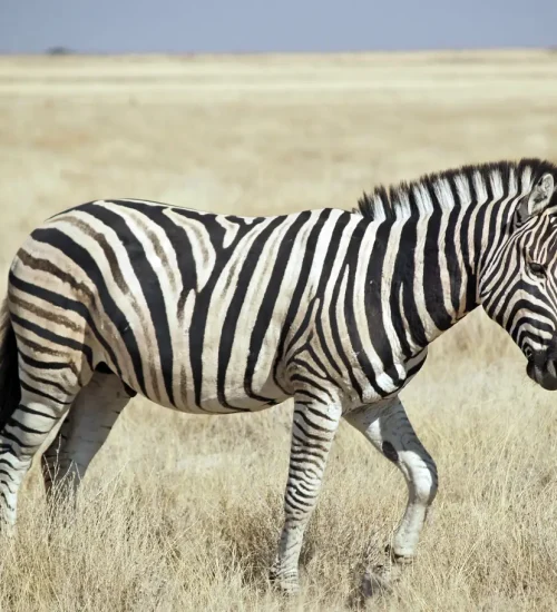 7 Day -Luxury -Mdluli -Game- Lodge -Kruger -National -Park