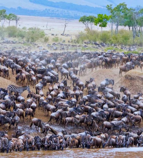 The great wildebeest Migration Safari