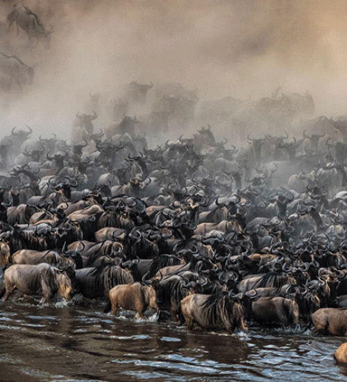 5 days tanzania wildebeest migration safari